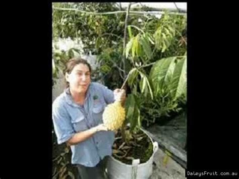 Buy Rollinia Brazilian Custard Apple Fruit Tree - Rollinia mucosa