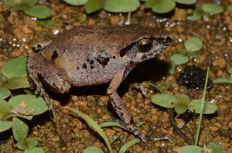 Mottled Squeaker Hx Fauna Of The Bissagos · Inaturalist