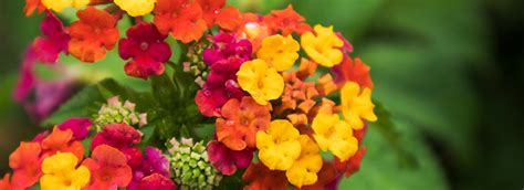 Buy Lantana Mix Color Vibrant Flowers For Your Garden