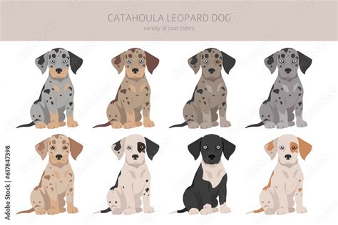 Catahoula Leopard dog puppies clipart. All coat colors set. Different position. All dog breeds ...