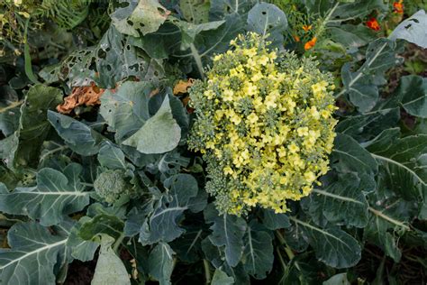 Flowering Broccoli Grows In The Garden Photo 8141 Motosha Free