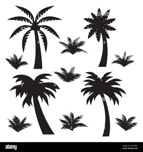 Vector Set Of Tropical Palm Trees Silhouettes Illustration Isolated On