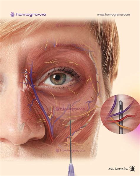 Periorbital Anatomy