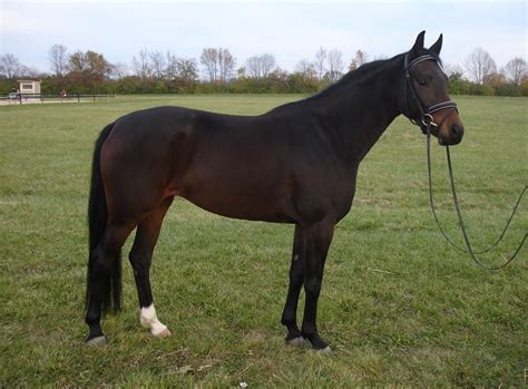 Danish Warmblood Horse Info, Origin, History, Pictures