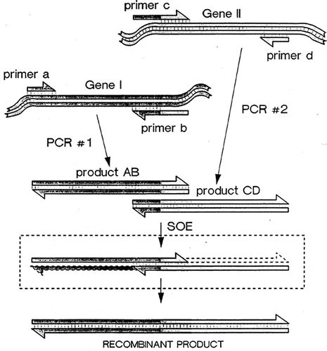 Full Article Gene Splicing By Overlap Extension Tailor Made Genes