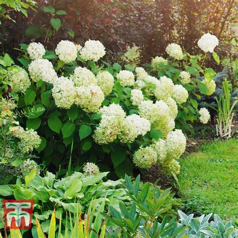 Hydrangea Arborescens Annabelle Plants Thompson Morgan