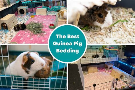 Best Litter For Guinea Pigs Atelier Yuwa Ciao Jp