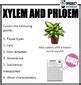 Xylem And Phloem Venn Diagram By PROJECT Science TPT