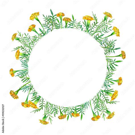 Garland With Marigolds Flowers Floral Wreath Herbal Circle Frame