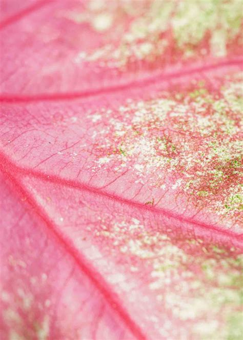 Caladium care - Care tips from the grower - Decorum