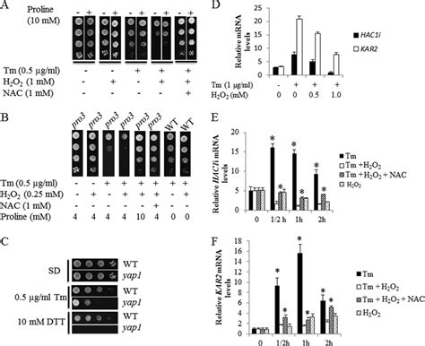 Oxidative Stress Increases Tm Toxicity And Inhibits The UPR AC Spot