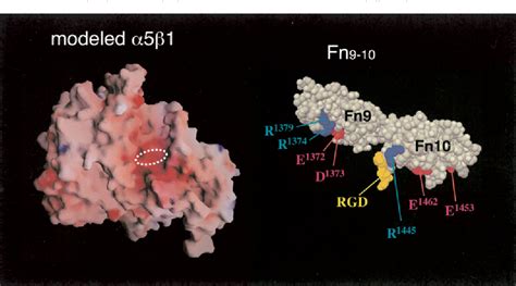 Figure 1 From Structural Basis For Ligand Recognition By Rgd Arg Gly Asp Dependent Integrins