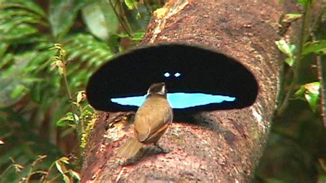 Biologie Paradiesvögel balzen mit dem schwärzesten Schwarz