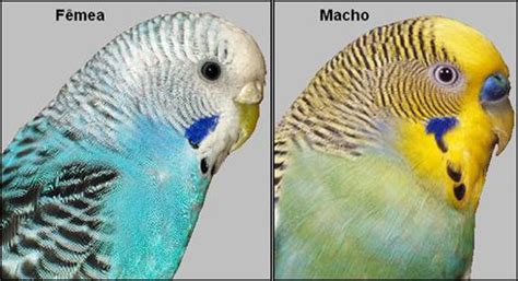 Diferencias Entre Periquito Macho Y Hembra Arsveterinaria