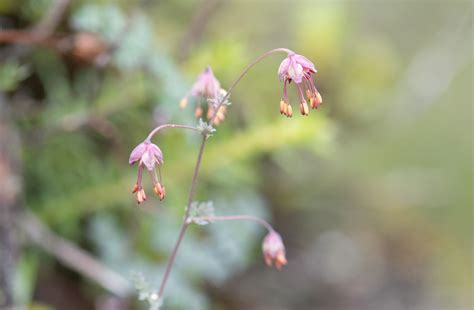 Thalictrum elegans | Morten Ross
