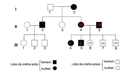 Heredograma: o que é e como fazer (com exemplos) - Toda Matéria