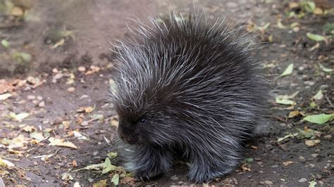 Baby porcupine now on display at Prospect Park Zoo | FOX 5 New York