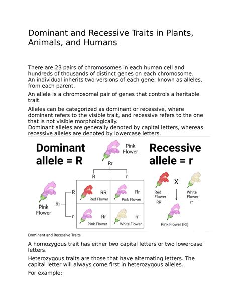 Dominant And Recessive Alleles Examples