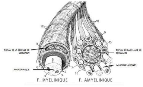 3 6 Tissu Nerveux Du Système Nerveux Périphérique Flashcards Quizlet