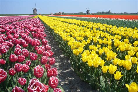 The Ultimate Tulip Guide How To See The Tulip Fields In The