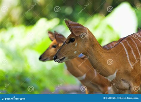 African Antelopes stock photo. Image of african, nyala - 36900544