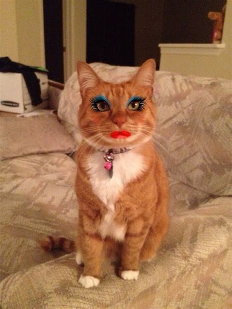 17 Cats All Tarted Up Wearing Makeup Cuteness