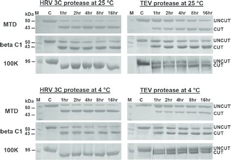 Analysis Of Activity Of The HRV 3C Protease And The TEV Protease