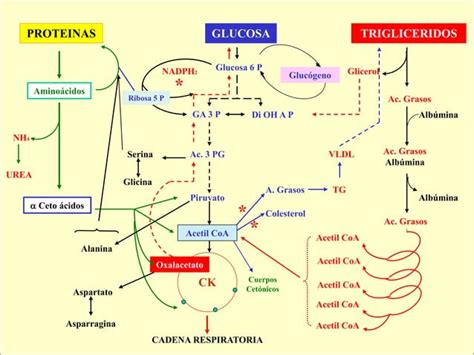 IntegraciÓn Y RegulaciÓn Del Metabolismopptx