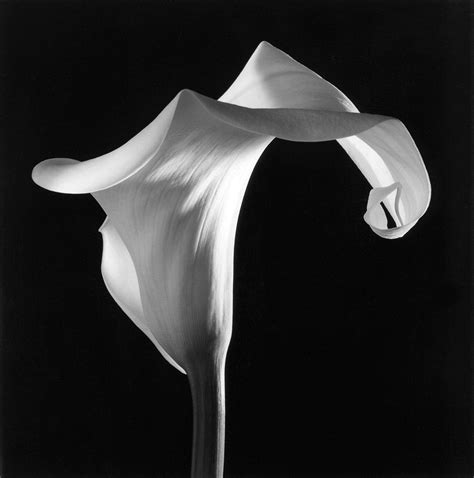 Mapplethorpe Flora The Complete Flowers By Phaidon The Eye Of Photography Robert