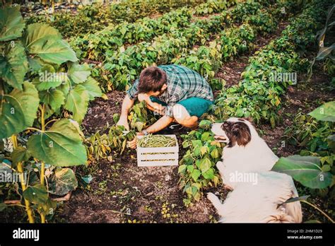 farmer harvesting green beans in garden organic farming concept Stock ...