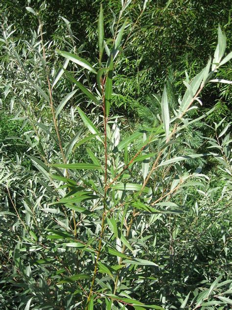 1 Hybrid Aussie Willow Tree Fastest Growing Tree In The World EBay