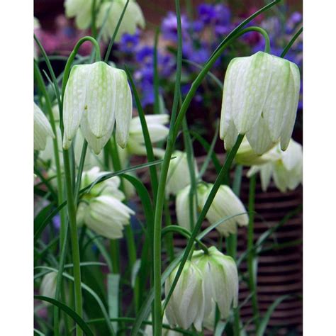 Fritillaria Meleagris Alba Bulb Peter Nyssen Buy Flower Bulbs And