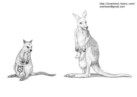 캥거루 왈라비 그리기와 여성 생식기관 구조 Kangaroo Wallaby Drawing And Female Genital