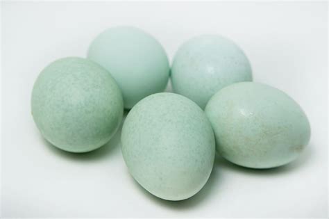 17 Chicken Breeds That Lay Blue Eggs - A-Z Animals