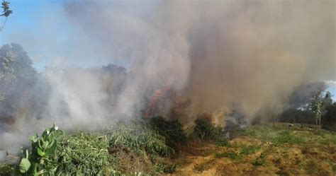 Santa Cruz em Destaque POLÍCIA FEDERAL ERRADICA 248 MIL PÉS DE MACONHA