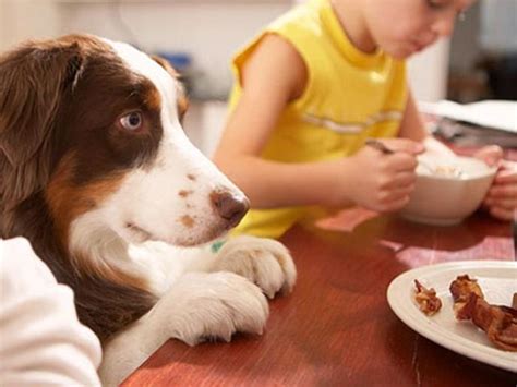 Los Alimentos Que Nunca Debes Darle A Tu Mascota Rpp Noticias