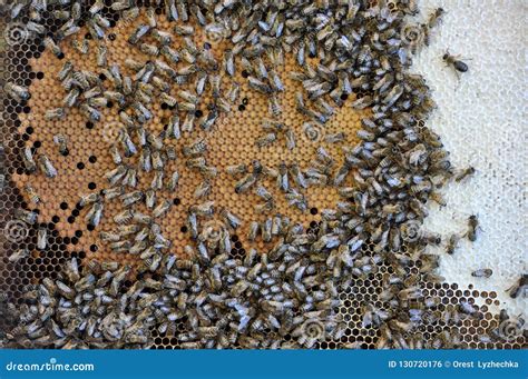 Bee Honeycomb Frame With Insects Stock Photo Image Of Health