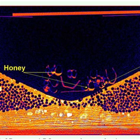 A 3D DR image of an artificial nest containing a Bombus terrestris... | Download Scientific Diagram