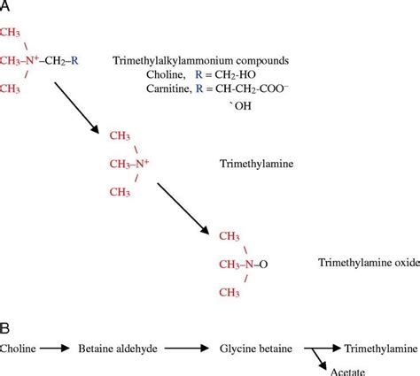 Trimethylamine - Alchetron, The Free Social Encyclopedia