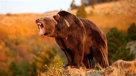 🔥 Bear 122 Aka The Boss Of Banff National Park At 20 Years Old He