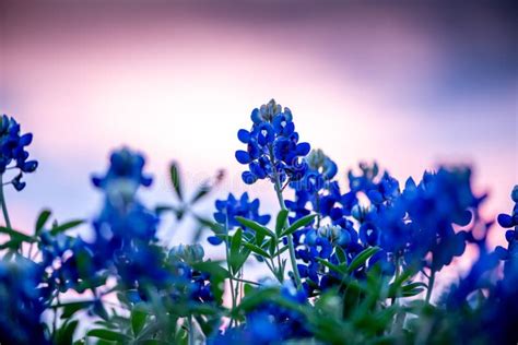 Bluebonnets with Sunset in Background Stock Photo - Image of hill ...