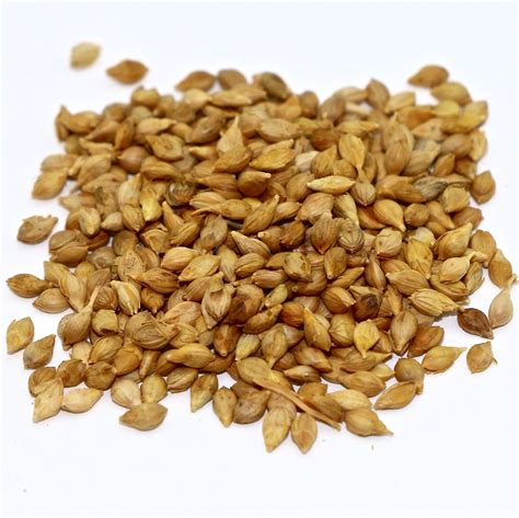 Browntop Millet 50 Lb Bag Mbs Seed