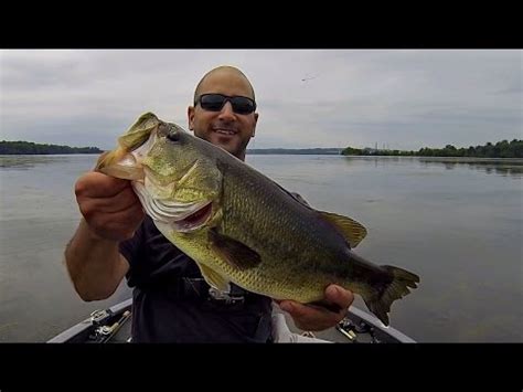 Bass Fishing Topwater Frog Potomac River Youtube