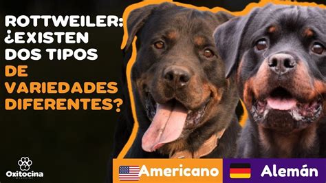 Cu Ntos Tipos De Raza Rottweiler Hay Beagle Spain Tu Web Y Tienda