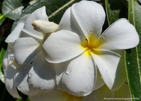 Frangipani Postkarte Set Postkarten Plumeria Shop Ihr Partner