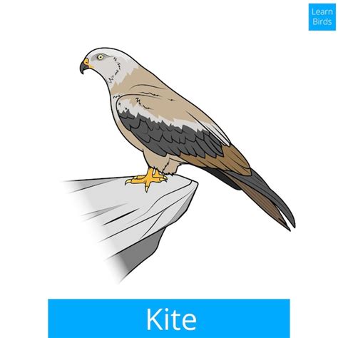 Premium Vector Kite Bird Learn Birds Educational Game Vector