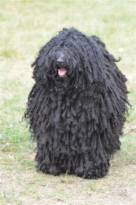 perro puli negro con rizos peludos 9600549 Foto de stock en Vecteezy