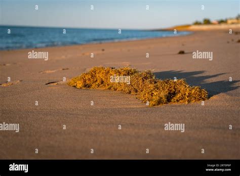 Algas Lavadas En Tierra Fotograf As E Im Genes De Alta Resoluci N Alamy