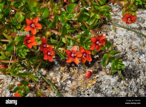 Scarlet Pimpernel Anagallis Arvensis Growing Over Granite Rock On