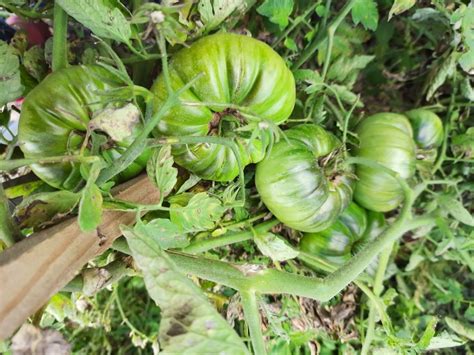 Томат Оранжевый слон: ОТЗЫВЫ (19), фото, урожайность | tomatland.ru